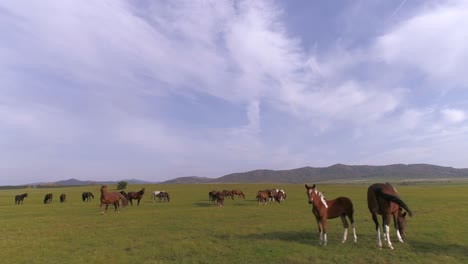 Pferde,-Die-Frei-In-Der-Weiten-Steppe-Umherstreifen