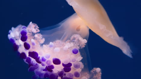 Jellyfish-slow-motion-dance