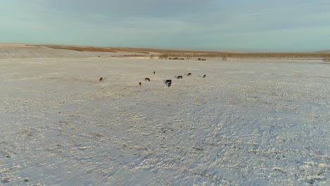 Horses-in-Winter-Steppe---Majestic-Sight