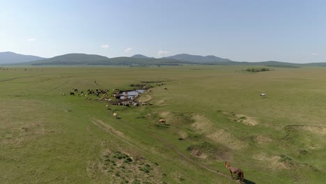Aerial-View-of-Summer-Landscape-with-Cows