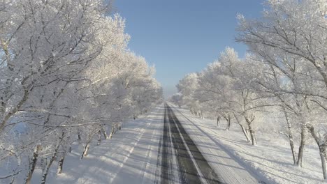 Belleza-Congelada:-Encantadores-árboles-De-Hielo.