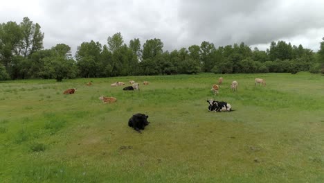 Cows-Grazing-on-Meadow