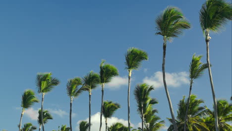Nature-scene-of-high-palms-against-blue-sky-background