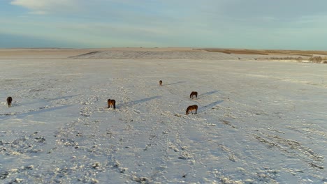 Horses-Grazing-in-Winter-Field