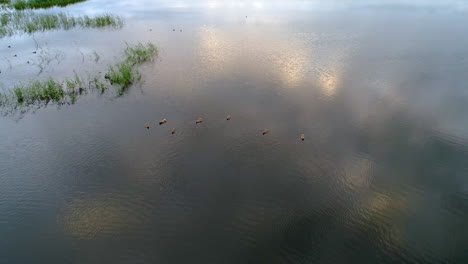 Ruhiger-Teich---Enten,-Grün,-Sonnenuntergang