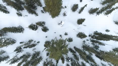 Winterbäume-–-Eine-Faszinierende-Perspektive