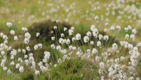 Beautiful-white-seed-heads-of-hare's-tail-cotton-grass-(Eriophorum-vaginatum)-during-summery-day-of-Norwegian-nature.