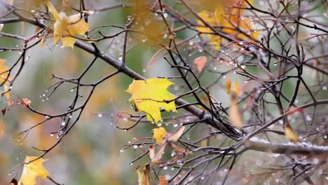 Leaves-and-branches-of-trees-in-late-autumn-during-rain.