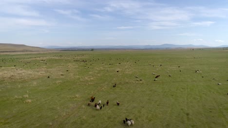 Sheep-Grazing-on-Steppe