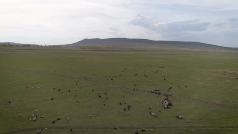 Flying-Over-Sheep-in-Siberia