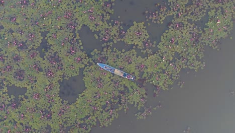 Boat-on-Lake,-Lotus-Flowers