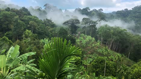 Mystical-Fog-in-Jungle-After-Rain
