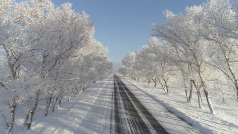 Enchanting-Trees-Adorned-in-Hoarfrost
