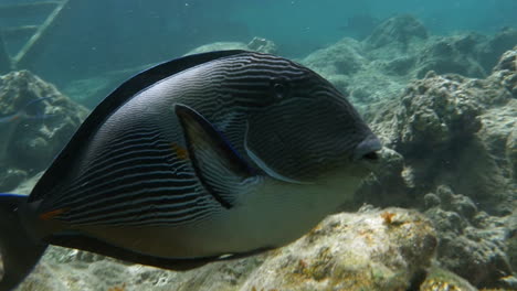 Sea-dweller-sohal-surgeonfish-in-coral-reef