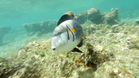 Sohal-surgeonfish-swimming-in-coral-reef