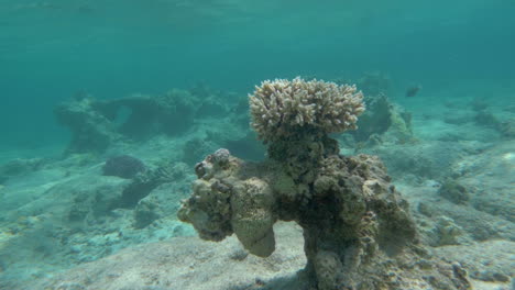 Arrecife-De-Coral-Como-Parte-Del-Hermoso-Mundo-Submarino.