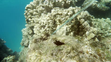 Nadando-Pez-Pipa-Habitante-Del-Arrecife-De-Coral