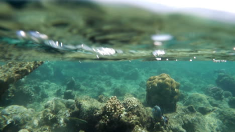 Korallenriff-An-Der-Wasseroberfläche-Im-Roten-Meer