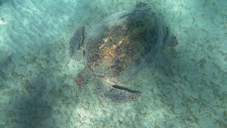 Große-Schildkröte-Sucht-Nahrung-Auf-Dem-Meeresboden