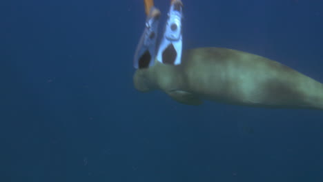 Taucher-Machen-Fotos-Oder-Videos-Von-Schweinswalen-Unter-Wasser