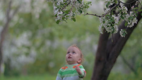 Niño-Tratando-De-Conseguir-Una-Rama-De-Un-árbol-En-Flor