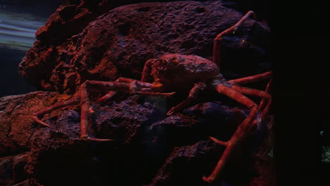 Spider-crab-in-aquarium