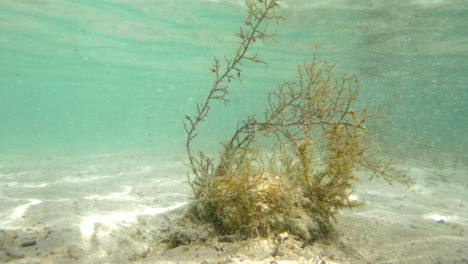 Algen-Wachsen-Unter-Wasser