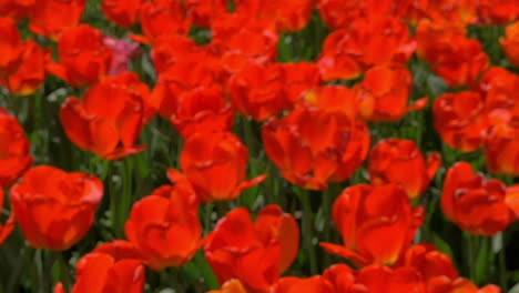 Field-of-red-tulips