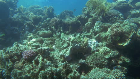 Underwater-scenic-view-of-fishes-on-coral-reef