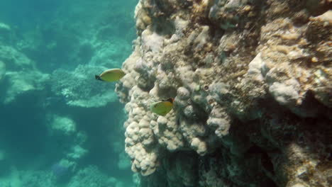 Korallenriffe-Und-Tropische-Fische-Im-Sonnenlicht