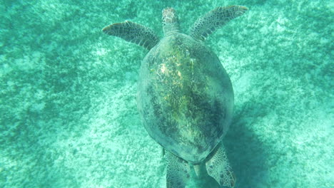 Meeresschildkröte,-Die-Unter-Wasser-Schwimmt