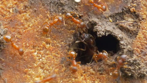 Life-of-ant-colony