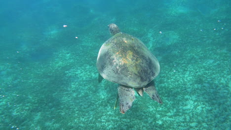 Big-sea-turtle-swimming-in-clear-blue-water