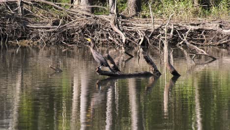 Passing-by-a-Double-Crested-Cormorant-perched-and-sunning-on-a-fallen-tree-on-a-river