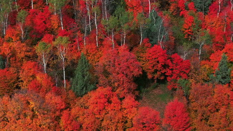 Filmische-Drohne-Aus-Der-Luft,-Atemberaubender-Herbst,-Warme,-Farbenfrohe-Farben,-Knallrot,-Orange,-Gelb,-Grün,-Dicker-Espenbaum,-Rillenwald,-Grand-Targhee-Pass,-Idaho,-Grand-Tetons-Nationalpark,-Landschaft,-Kreis,-Bewegung-Nach-Links