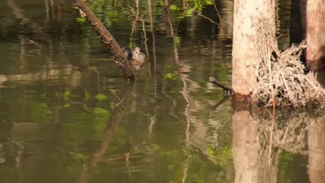 Suspense-shot-of-Alligator-behind-a-branch-then-it's-head-is-revealed