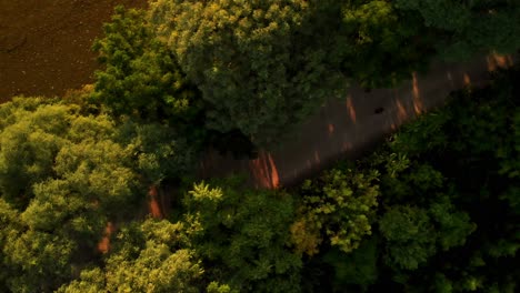 Aerial-view-approaching-a-tree-lined-street-in-the-Buenos-Aires-ecological-reserve,-revealing-a-dirt-road-with-people-walking-and-running-during-the-sunset