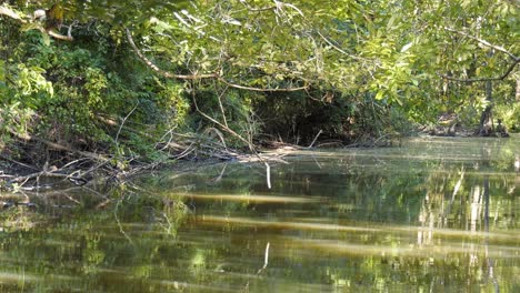 Slowly-floating-along-a-Florida-river-bank-looking-at-shoreline