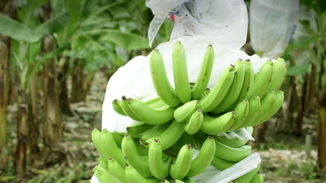 Gesamtaufnahme-Einer-Bananenplantage-Für-Export-Und-Import
