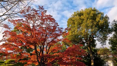 Circling-around-a-beautiful-red-maple-tree-in-Autumn