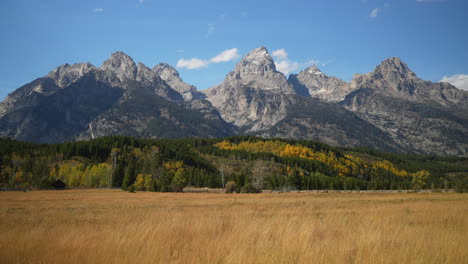 Cinematic-still-movement-Grand-Teton-National-Park-entrance-towards-Jenny-Lake-wind-in-tall-grass-fall-Aspen-golden-yellow-trees-Jackson-Hole-Wyoming-mid-day-beautiful-blue-sky-no-snow-on-peak