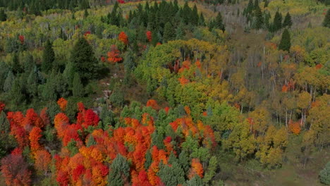 Filmische-Drohnenantenne-Aus-Der-Luft,-Atemberaubender-Herbst,-Warme,-Farbenfrohe-Farben,-Knallrot,-Orange,-Gelb,-Grün,-Dicker-Espenbaum,-Rillenwald,-Grand-Targhee-Pass,-Idaho,-Grand-Tetons-Nationalpark,-Landschaft,-Rechtsdrehung