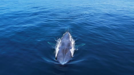Blue-Whale-Diving-in-calm-waters-off-of-Dana-Point-Harbor-in-Southern-California
