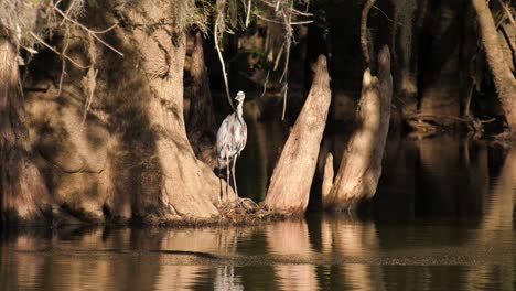 Great-Blue-Heron-bird-perched-among-forest-of-cypress-trees-in-a-swamp