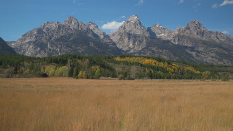 Cinematic-slider-right-movement-Grand-Teton-National-Park-entrance-towards-Jenny-Lake-tall-grass-fall-Aspen-golden-yellow-trees-Jackson-Hole-Wyoming-mid-day-beautiful-blue-sky-no-snow-on-peak