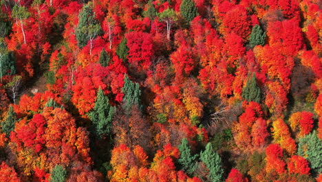 Cinematic-drone-aerial-stunning-fall-warm-colorful-colors-pop-red-orange-yellow-green-thick-Aspen-Tree-groove-forest-Grand-Targhee-Pass-Idaho-Grand-Tetons-National-Park-landscape-right-sideways-motion
