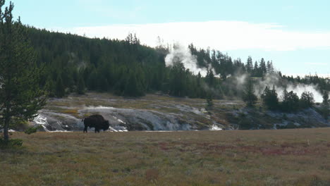 Cinematic-slow-motion-huge-Buffalo-walking-to-Old-FaithfulMidway-Geyser-Grand-Prismatic-Basin-steam-Yellowstone-National-Park-wildlife-autumn-fall-sunny-beautiful-colors-daytime
