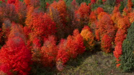 Cinematic-drone-aerial-stunning-fall-warm-colorful-colors-pop-red-orange-yellow-green-thick-Aspen-Tree-groove-forest-Grand-Targhee-Pass-Idaho-Grand-Tetons-National-Park-landscape-slide-right-motion