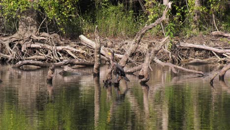 Kayaking-past-a-double-crested-cormorant-perched-on-a-fallen-tree-in-a-Florida-River