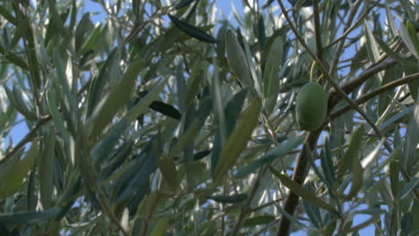 Aceitunas-Verdes-Que-Crecen-En-El-árbol